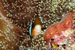 Cosy anemonefish guarding their  eggs by Louwrens De Lange 
